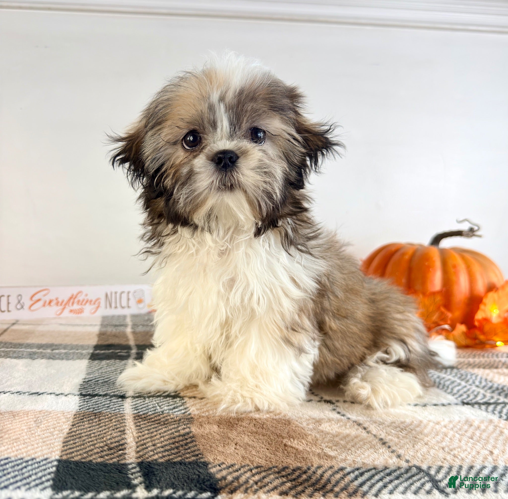 Shih Tzu dogs AKC Bentley - Ad 33