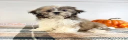 Shih Tzu dogs for sale: AKC Bentley - Ad 1