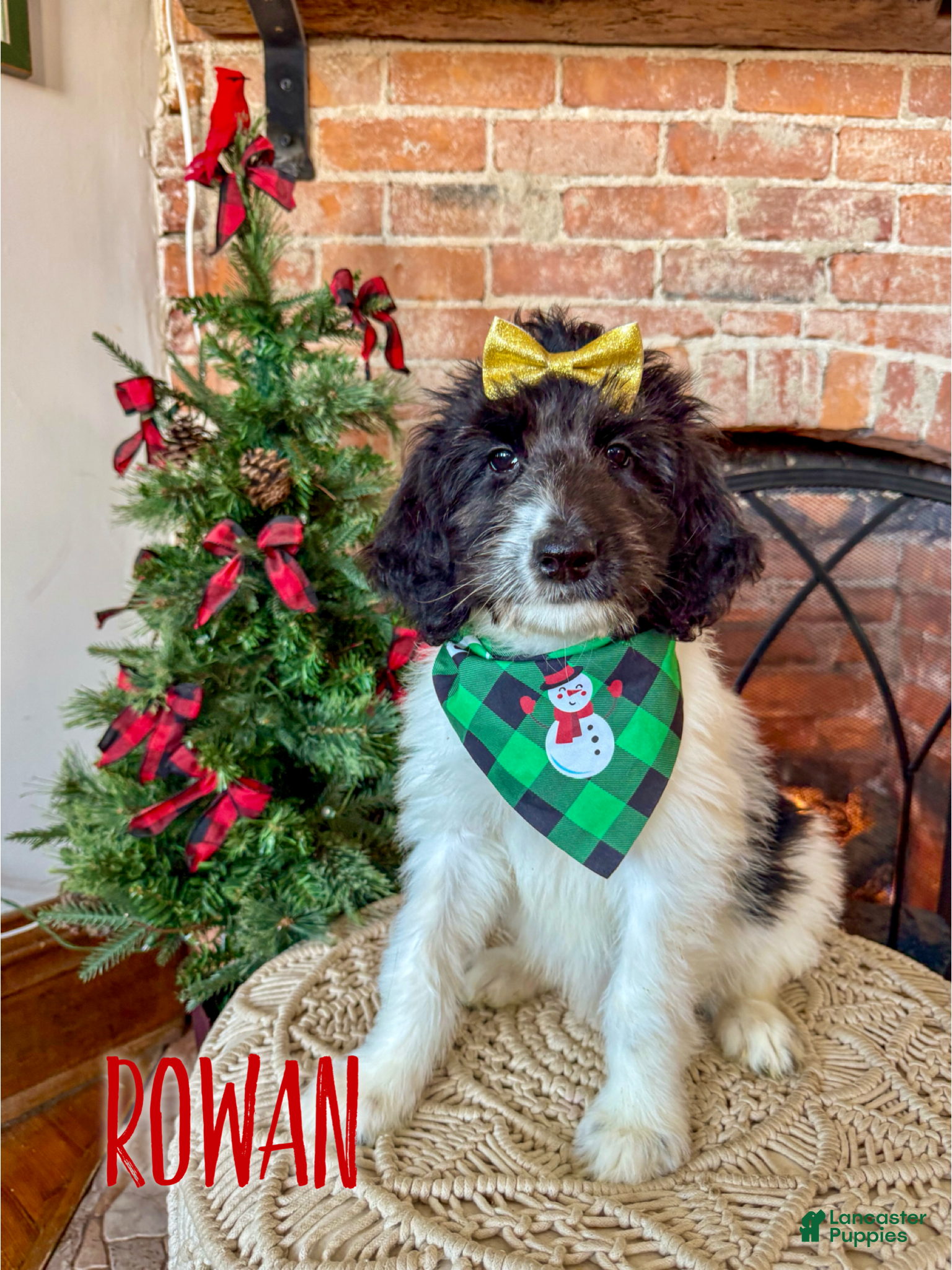 Saint Berdoodles dogs Rowan - Ad 9