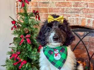 Saint Berdoodles dogs Rowan - Ad 1