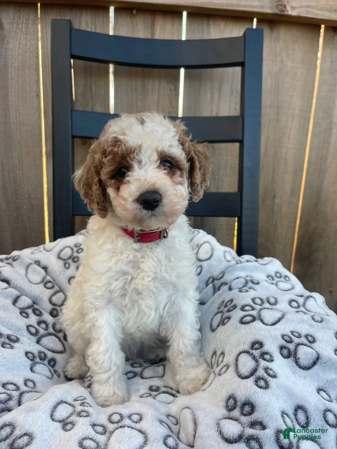 Mini Goldendoodle dogs for sale: Buddy (mini goldendoodle) - Ad 2
