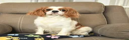Cavalier King Charles Spaniel dogs for sale: Flora   - Ad 3