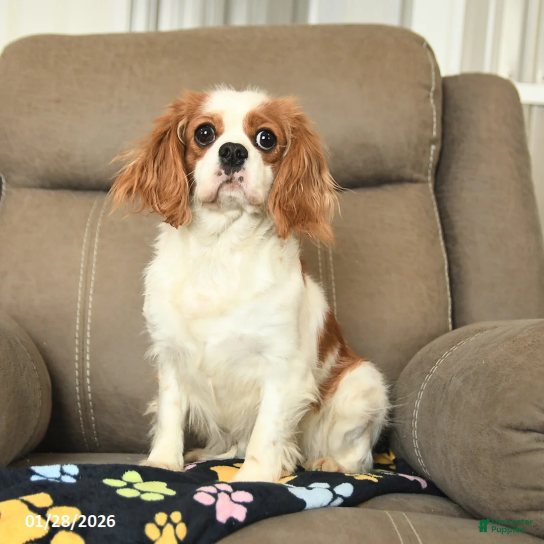 Cavalier King Charles Spaniel dogs for sale: Flora   - Ad 3