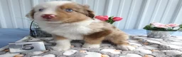 Miniature Australian Shepherd dogs for sale: Miniature Australian Shepherd 5 Devin - Ad 3