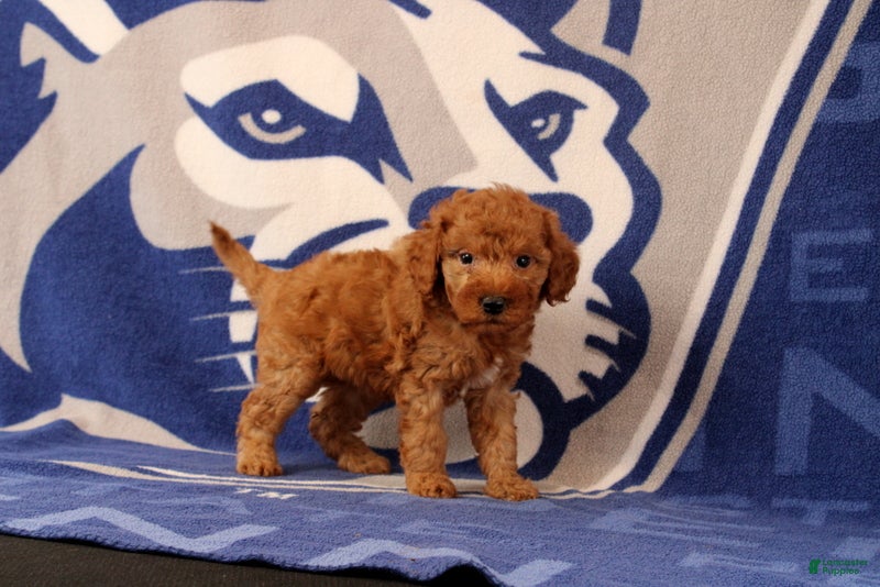 Mini Goldendoodle dogs Rose - Ad 1