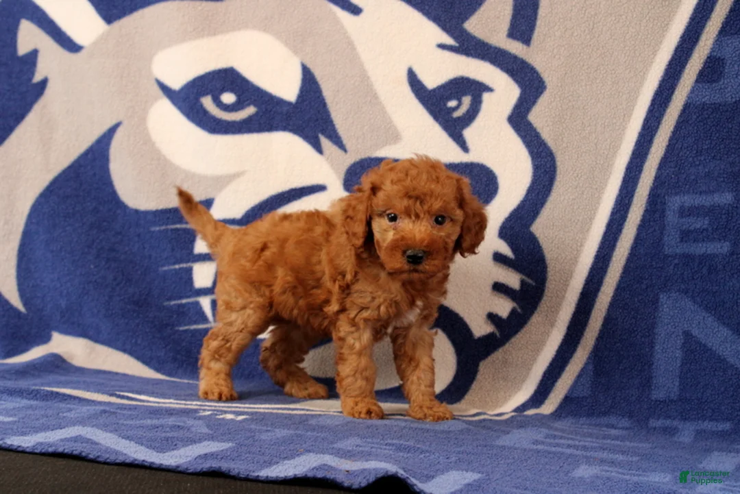 Mini Goldendoodle dogs for sale: Rose - Ad 1