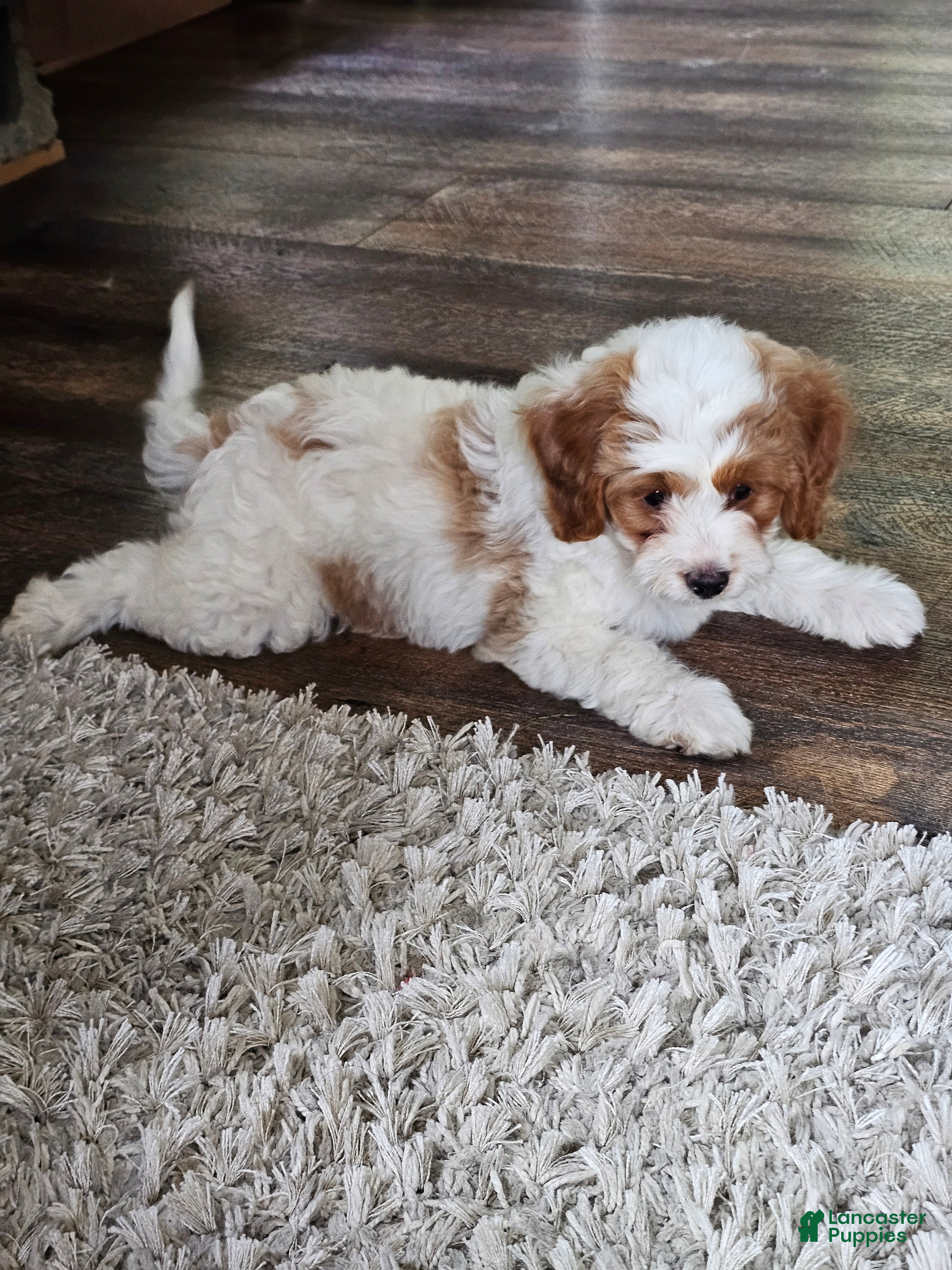 Cavapoo dogs Ivory - Ad 2