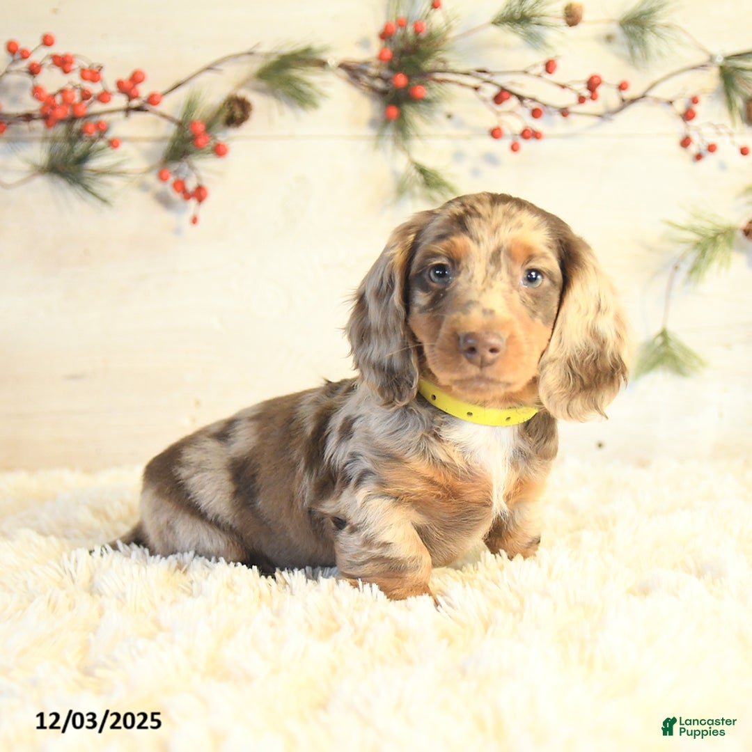 Miniature Dachshund dogs for sale: Bobby - Ad 1