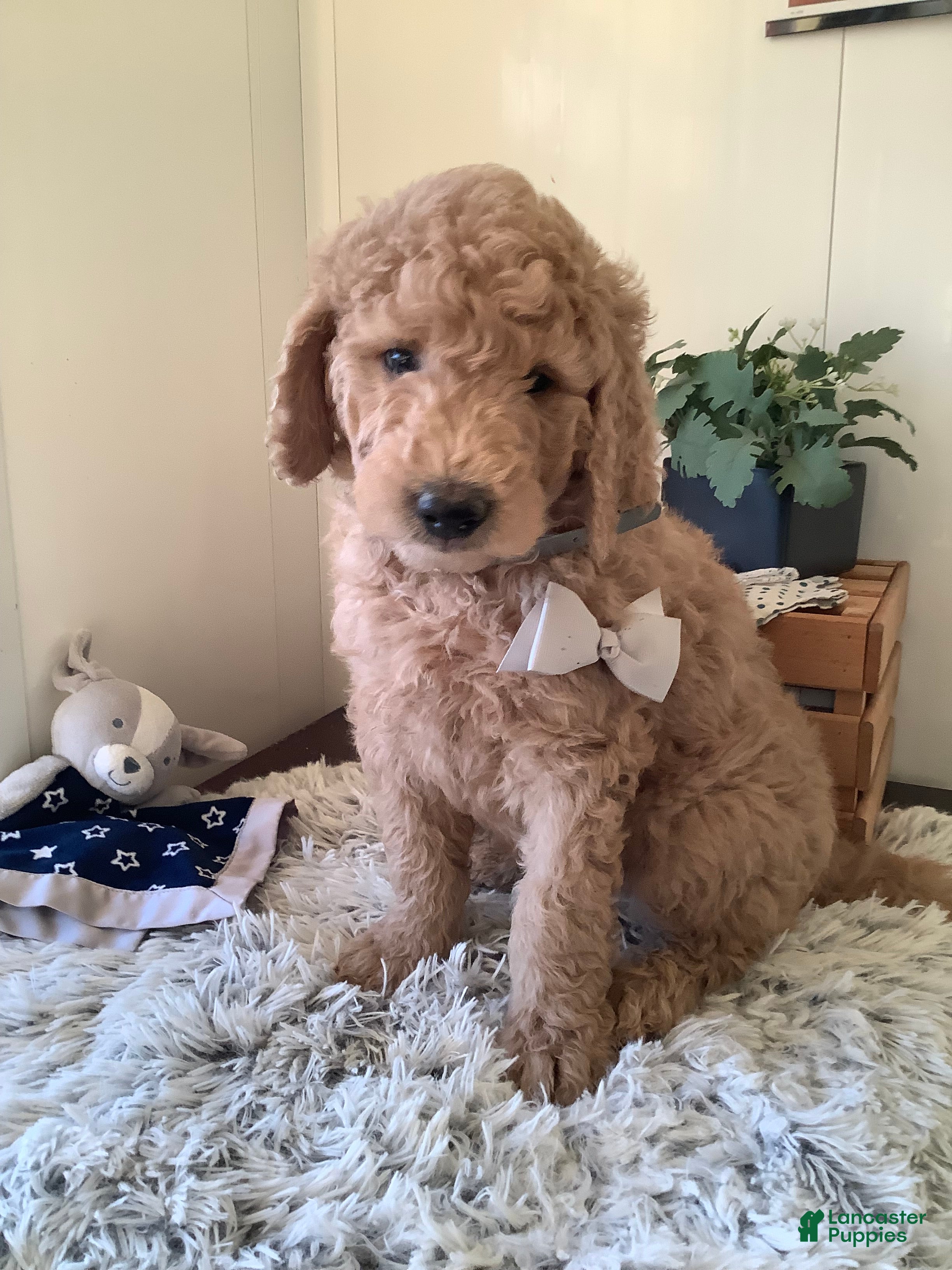 Goldendoodle dogs Goldendoodle Puppy 2 - Ad 2