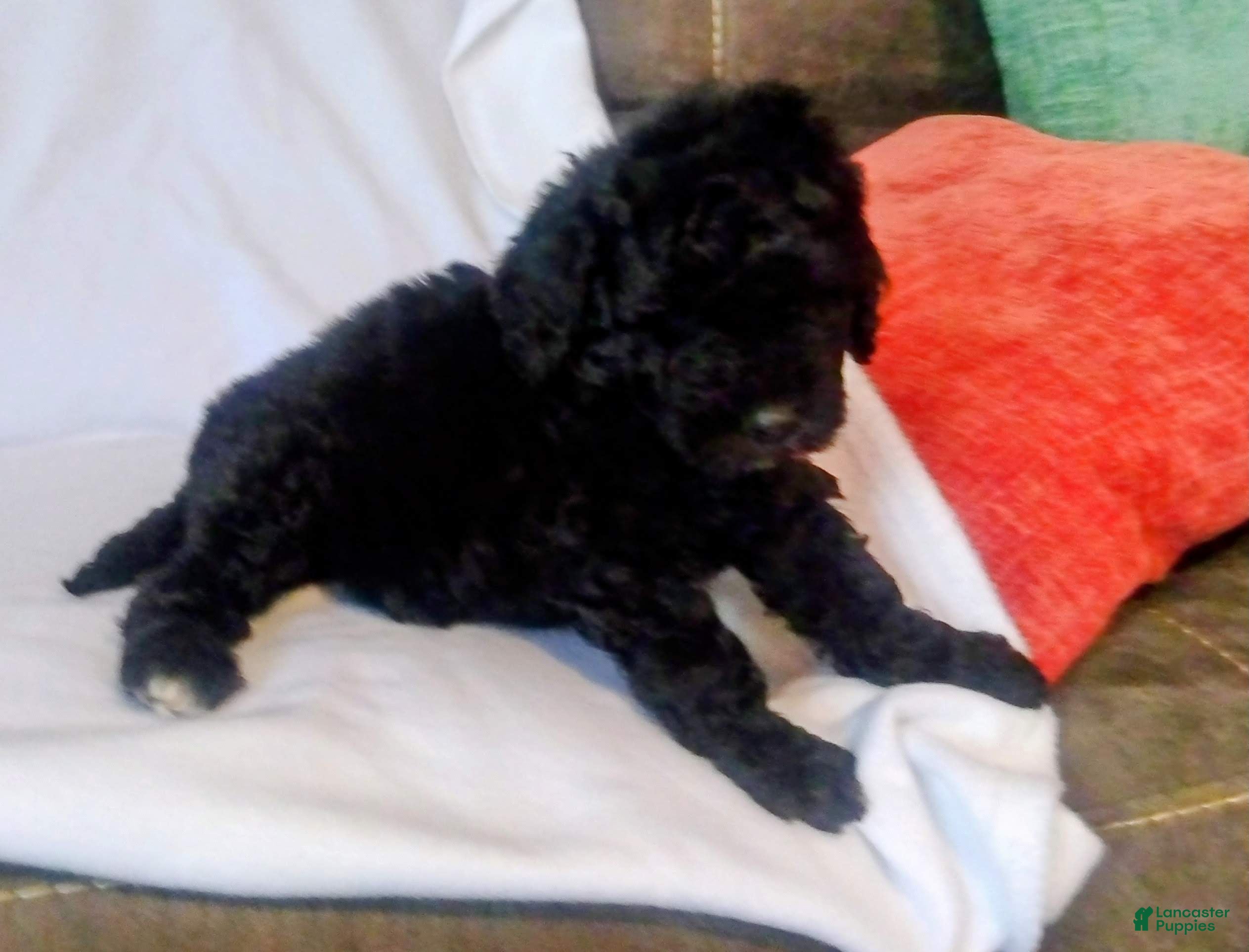 Mini Bernedoodle dogs Mini Bernedoodle Puppy 1 - Ad 2