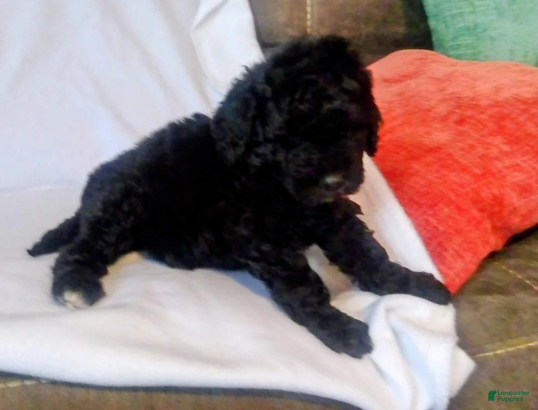 Mini Bernedoodle dogs for sale: Mini Bernedoodle Puppy 1 - Ad 2