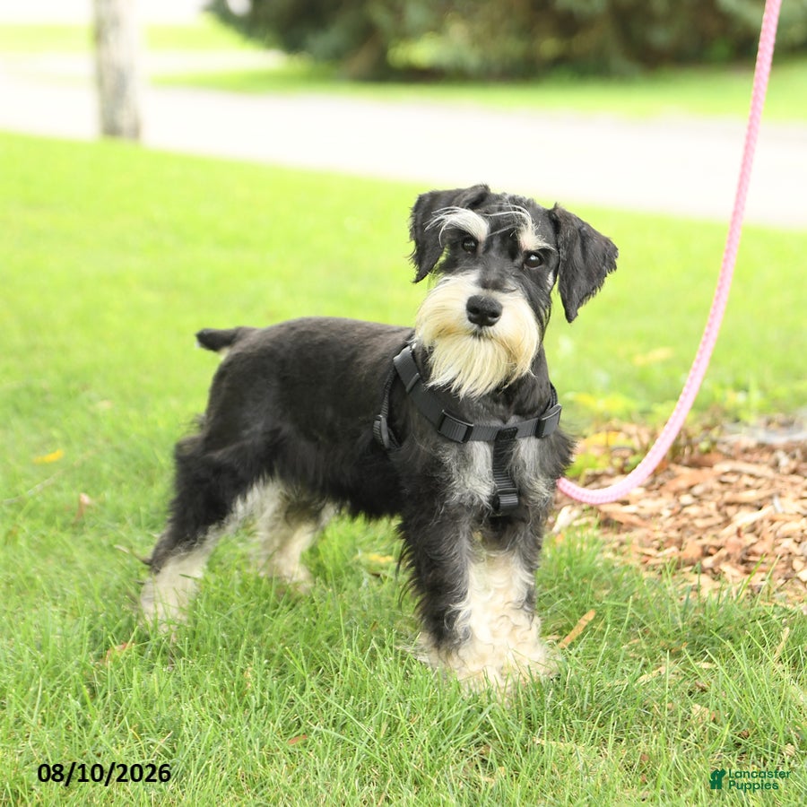 Miniature Schnauzer dogs Garrett - Ad 2