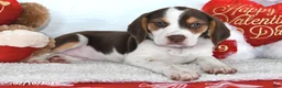 Beagle dogs for sale: Piper - Ad 4