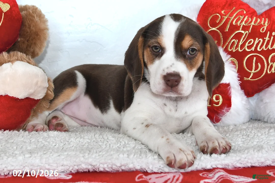 Beagle dogs for sale: Piper - Ad 4