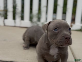 American Bully dogs American Bully Puppy 1 - Ad 39