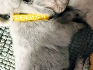 Australian Cattle Dog dogs Purebred Australian Cattle Dog Puppies - Ad 16