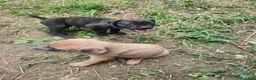 Cane Corso dogs for sale: Cane Corso 11 - Ad 3