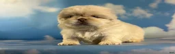 Pekingese dogs for sale:  AKC jelly chocolate covered cream DNA OFA - Ad 3
