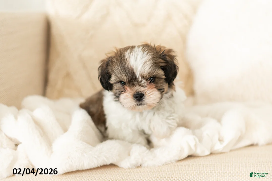 Teddy Bear dogs for sale: Ryan - Ad 4