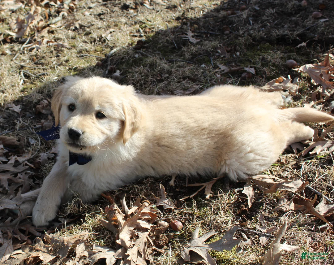 Golden Retriever dogs for sale: Bella - Ad 1