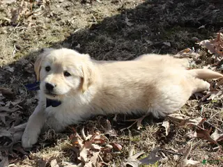 Golden Retriever dogs Bella - Ad 29
