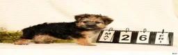 Yorkiepoo dogs for sale: Rio - Ad 4
