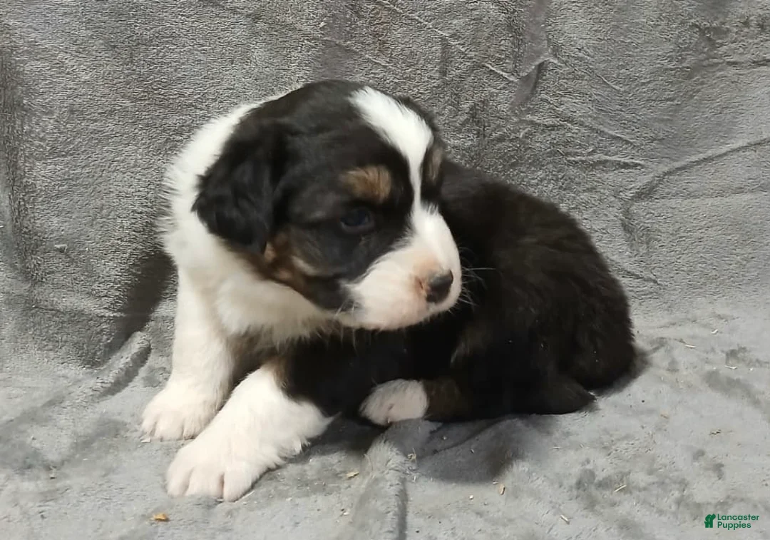 Australian Shepherd dogs for sale: Pascal - Ad 4