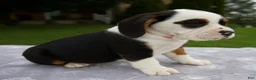 Beabull dogs for sale: Della - Ad 2