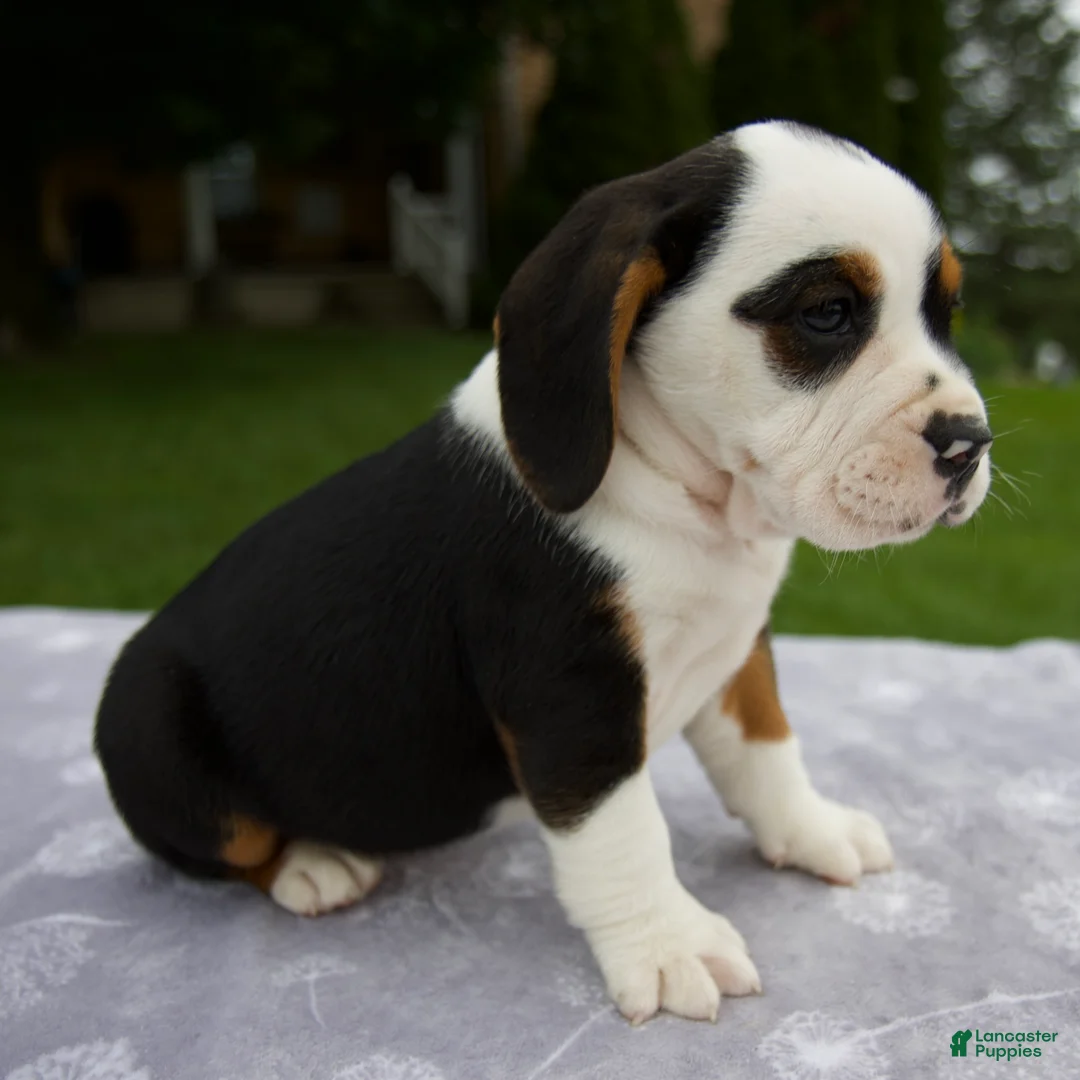 Beabull dogs for sale: Della - Ad 2