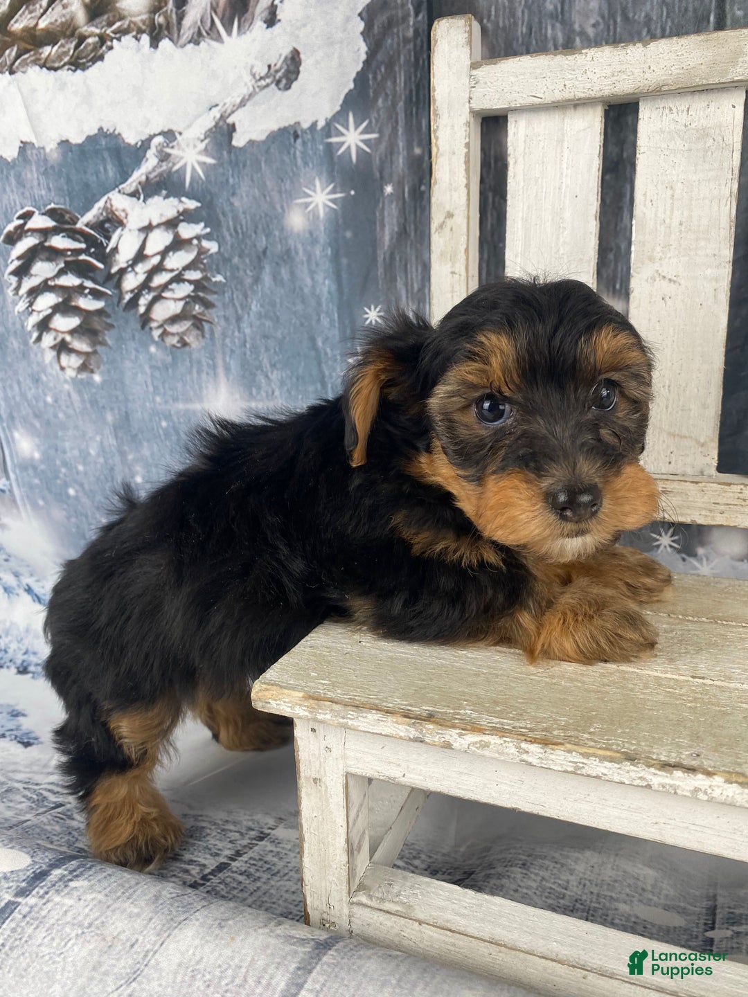Yorkiepoo dogs for sale: Lacey - Ad 3