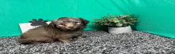 Havapoo dogs for sale: Havapoo 1 - Ad 3