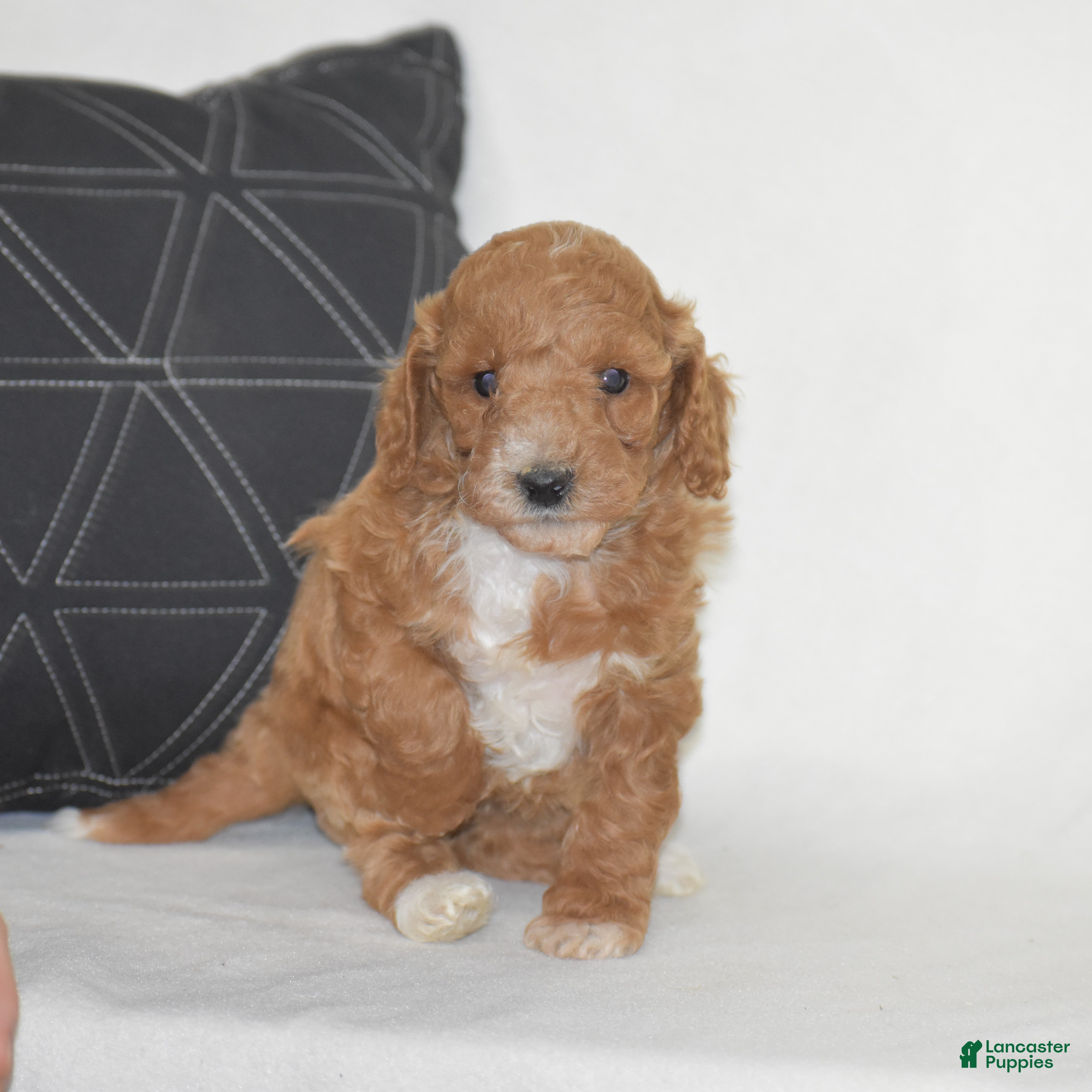 Miniature Poodle dogs Emie - Ad 1