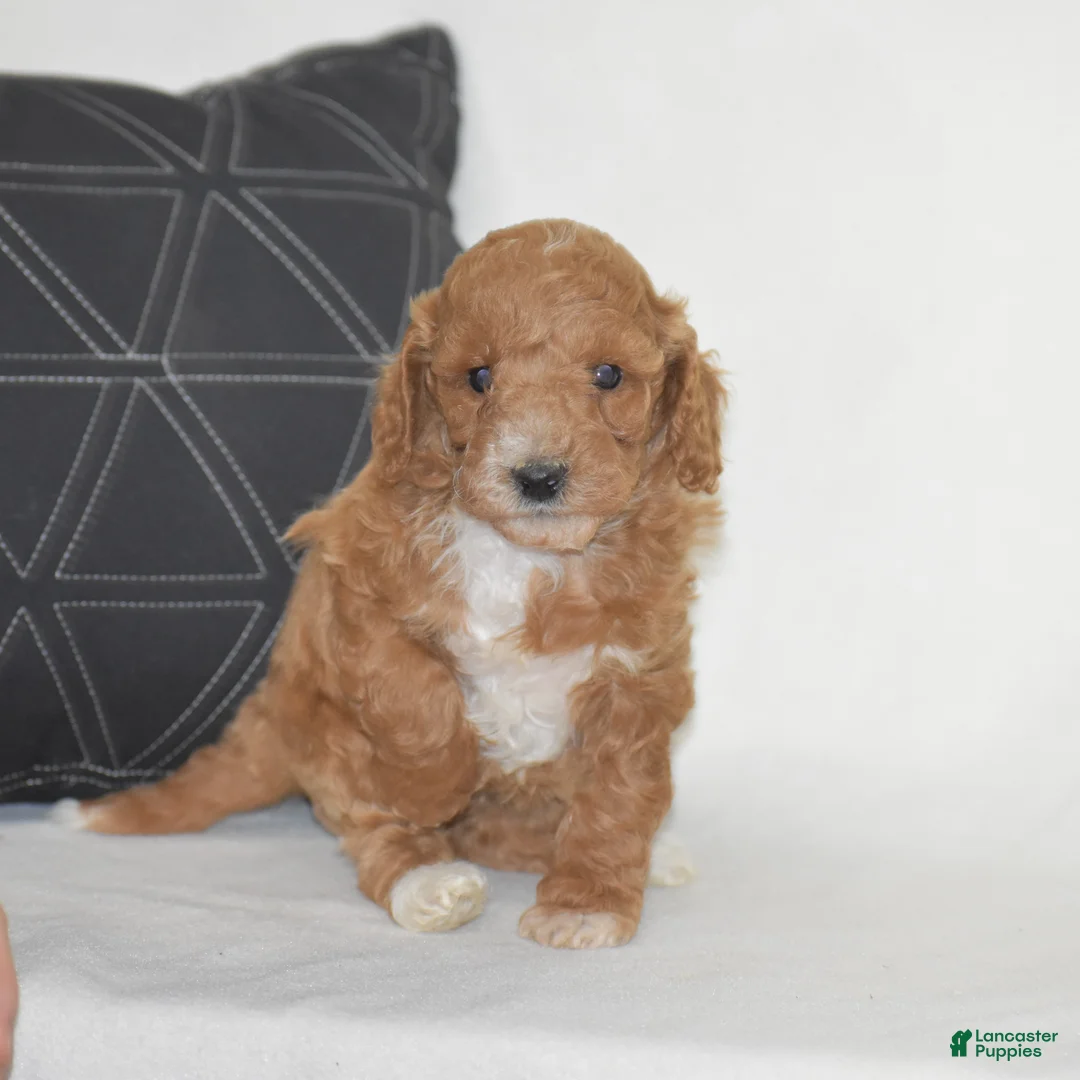 Miniature Poodle dogs for sale: Emie - Ad 1