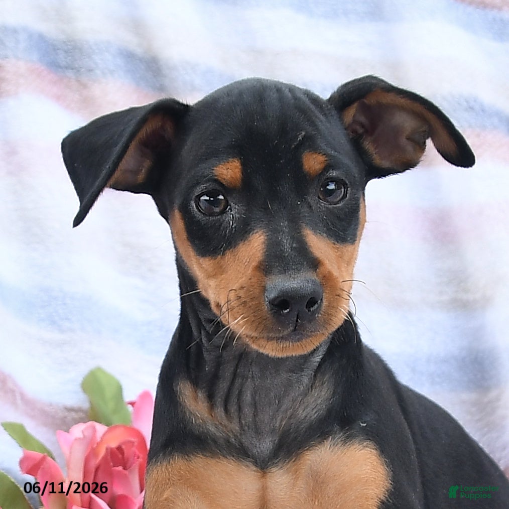 Miniature Pinscher dogs Cuddles - Ad 2
