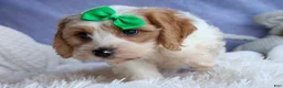 Cavachon dogs for sale: RANDY - Ad 7