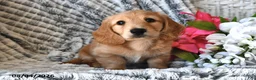 Dachshund dogs for sale: Skylight - Ad 4