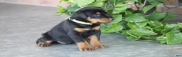 Doberman Pinscher dogs for sale: Willow - Ad 2