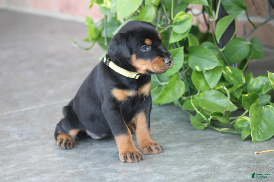 Doberman Pinscher dogs for sale: Willow - Ad 2