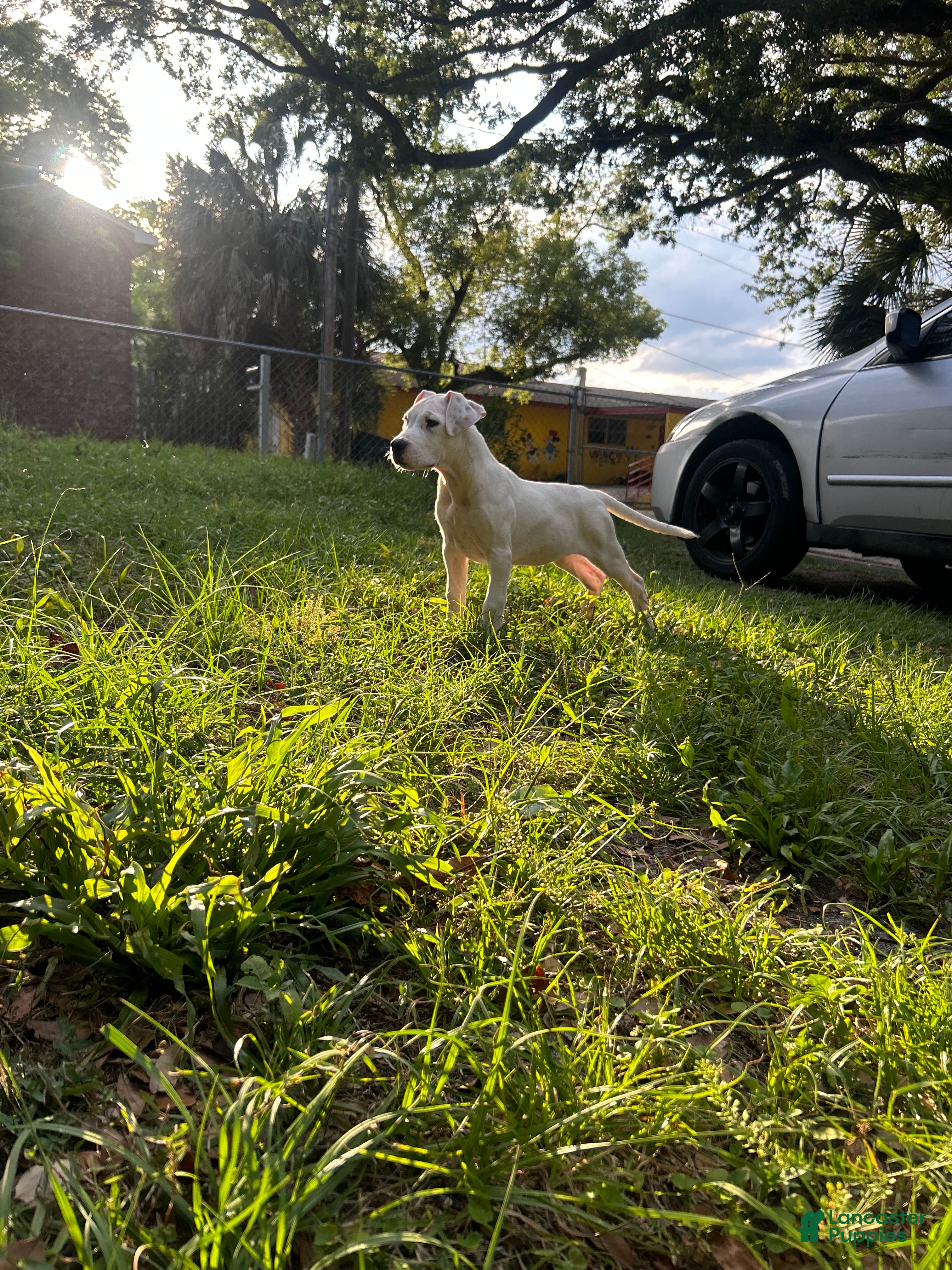 Dogo Argentino dogs Dogo Argentino Rose - Ad 1