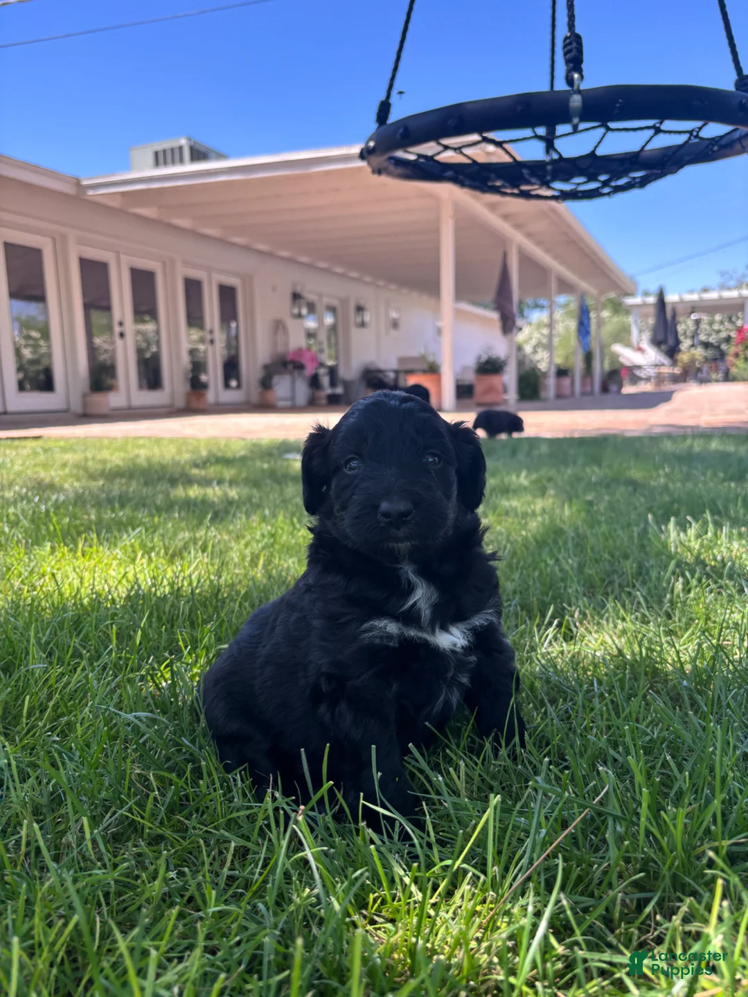 Aussiedoodle dogs for sale: Tux - Ad 1