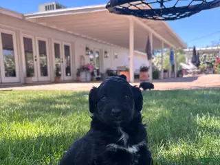 Aussiedoodle dogs Tux - Ad 6