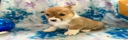 Welsh Corgi Pembroke dogs for sale: Kaden  - Ad 2