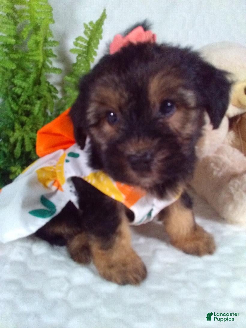 Yochon dogs Gia - Ad 1