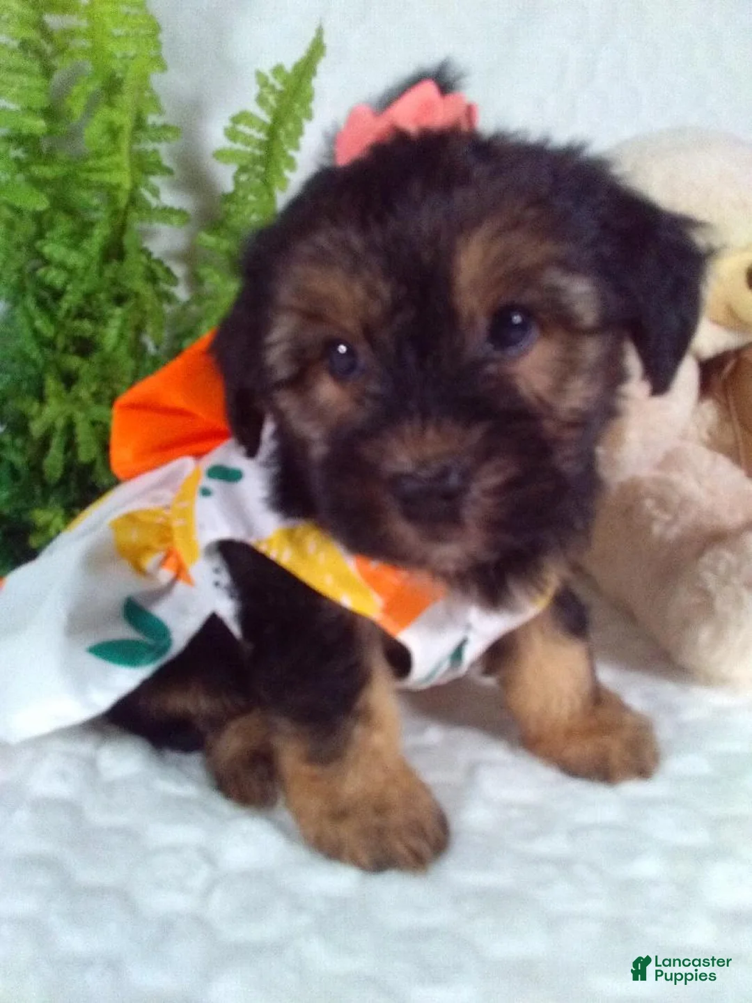 Yochon dogs for sale: Gia - Ad 1