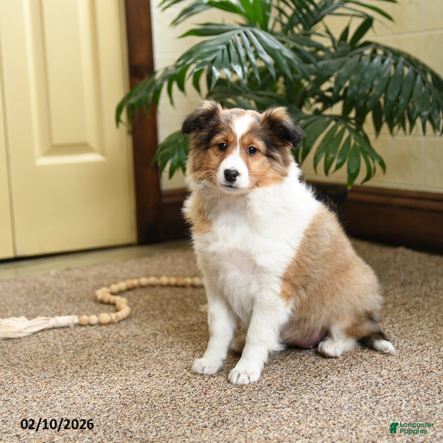 Shetland Sheepdog dogs Dixie - Ad 6