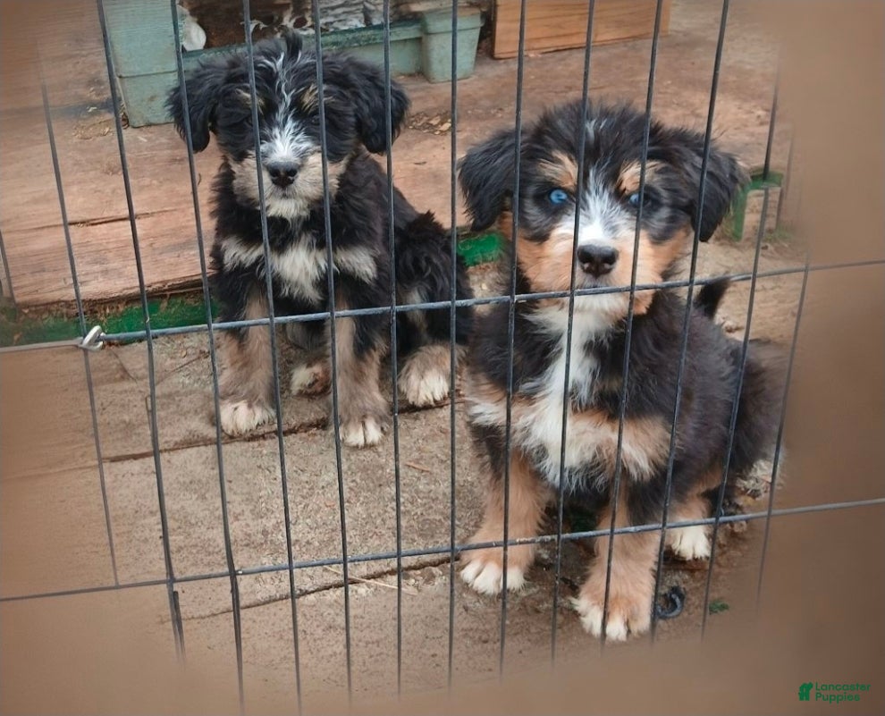 Bernedoodle dogs Doll baby  - Ad 24