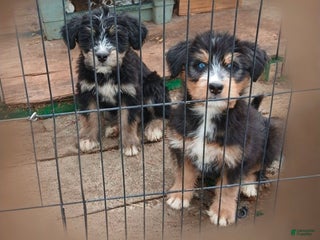 Bernedoodle dogs Doll baby - Ad 24