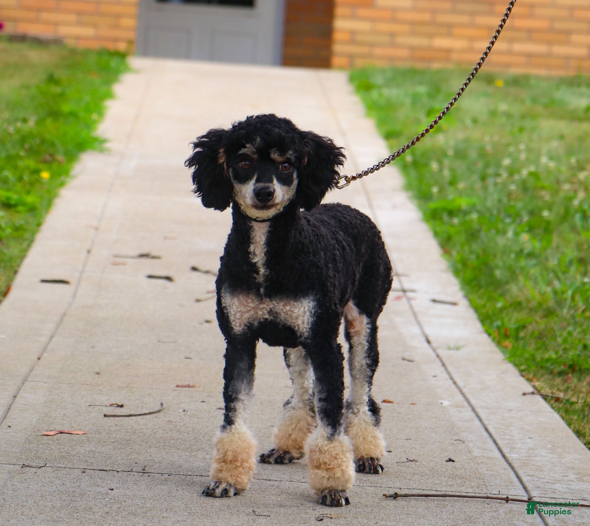 Miniature Poodle dogs for sale: Knight - Ad 3