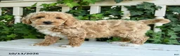 Mini Goldendoodle dogs for sale: Cotton - Ad 1