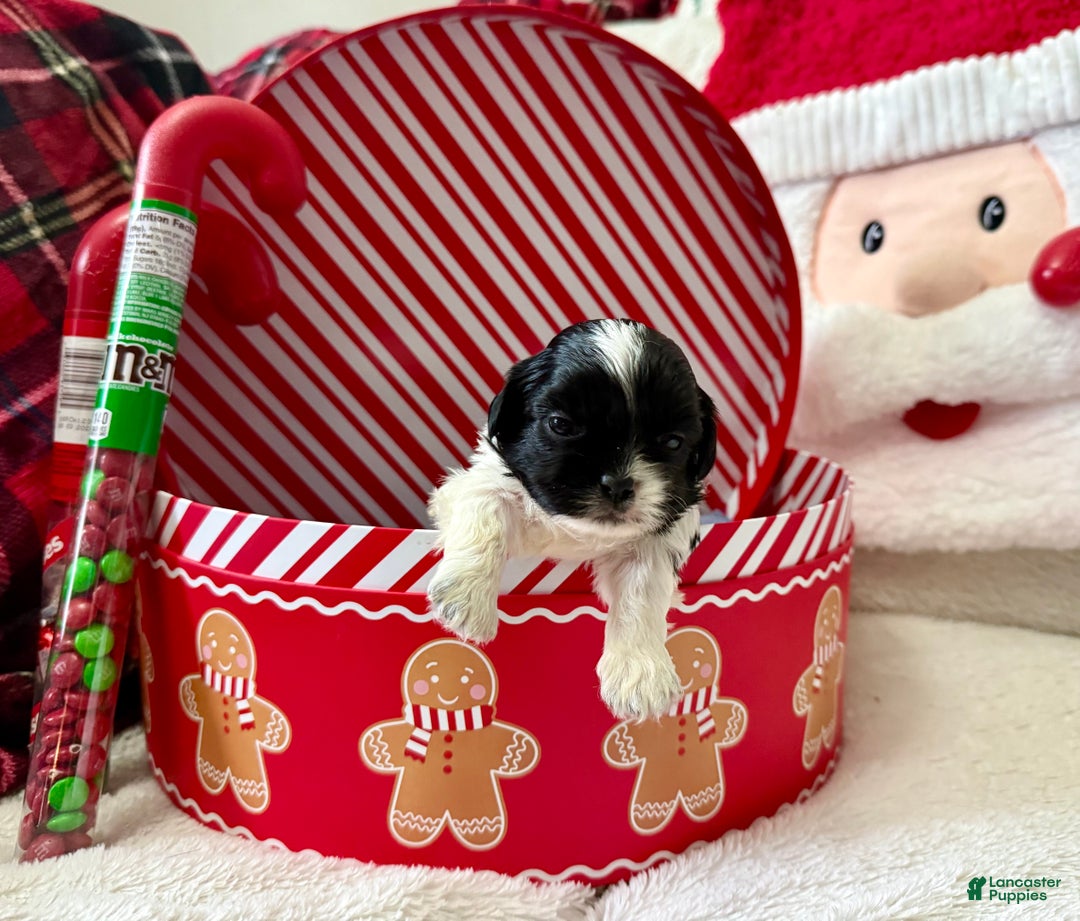 Shihpoo dogs for sale: Boq  - Ad 4